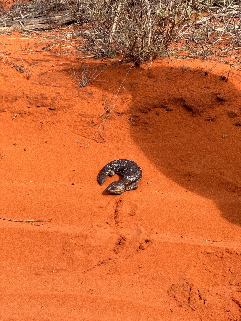 Una lucertola australiana dal corpo robusto sulla sabbia arancione