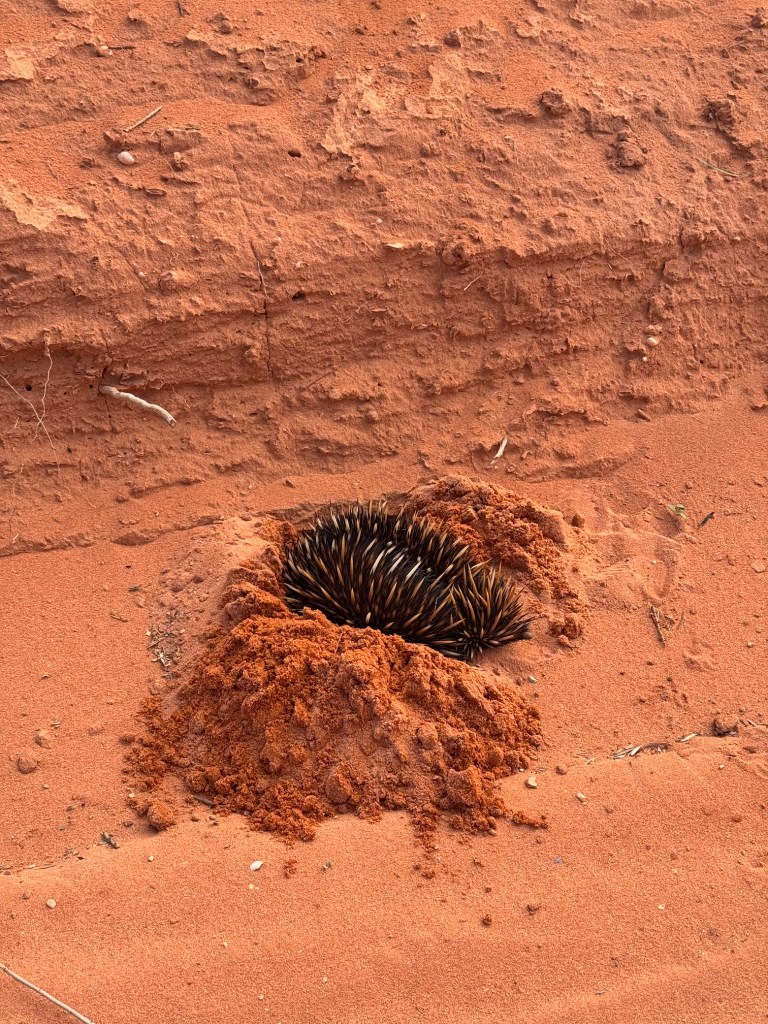 Echidna con gli aculei visibili mentre scava un buco nella sabbia rossa