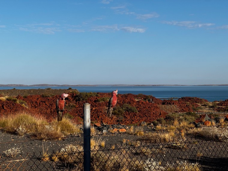 Due galah rosa appollaiati su una recinzione davanti a rocce rosse e al mare nel Pilbara